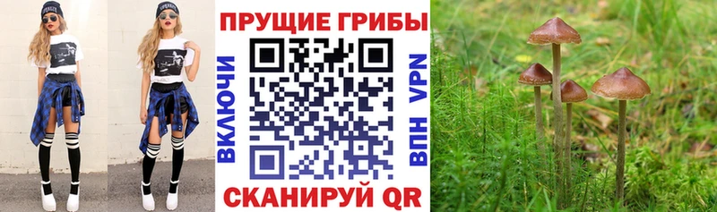 хочу наркоту  Севастополь  shop как зайти  Галлюциногенные грибы Cubensis 